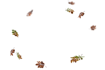 Sparse multicolored autumn leaves featuring golden, burgundy, and brown tones naturally scattered across white background, perfect for minimalist fall designs, elegant seasonal graphics, and refined 