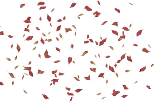Dense abundant deep red and burgundy autumn leaves densely scattered across white background creating a rich falling effect, perfect for vibrant fall designs, festive seasonal graphics, and dynamic 