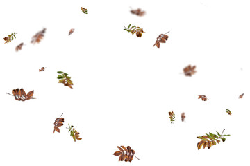 Rich and varied multicolor autumn leaves featuring burgundy, golden, and brown hues artfully scattered on white background, ideal for premium fall designs, sophisticated seasonal graphics, and elegant