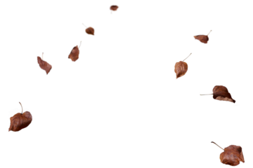 Sparse dark burgundy autumn leaves arranged in minimal diagonal pattern on white background, ideal for minimalist designs, elegant fall graphics, modern seasonal aesthetics, and contemporary nature