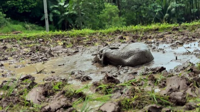 Water buffalo wallowing in rice field mud, submerging its head, then violently shaking it, splashing mud everywhere. Camera slowly pans left across the scene. Ideal for nature or farm clips.