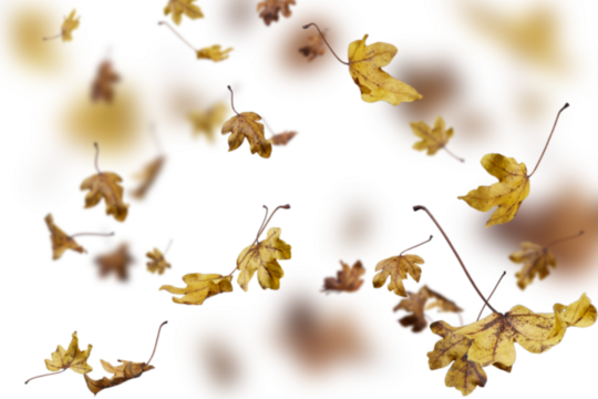Vibrant golden yellow leaves captured mid-fall with dynamic motion blur effect on white background, perfect for animated designs, energetic autumn graphics, seasonal marketing, and dynamic fall-themed