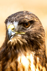 Detailed close-up of a hawk in a natural setting during daylight hours