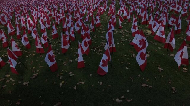 Hundreds of Canadian flags lined up in rows on a leaf covered lawn, wide shot panning right to left