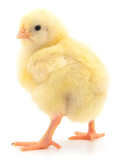 Fototapeta premium Yellow broiler chick isolated on white