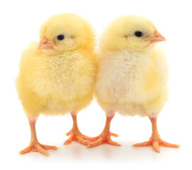 Two yellow chicks isolated on white background