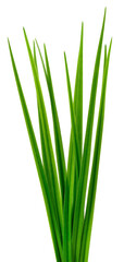 Green grass blades isolated on white background