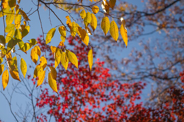 Autumn transforms the landscape with warm hues of gold and red, crisp air, and gentle sunlight.