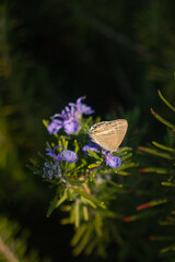 Flowers and plants bring beauty, color, and calm to any space.
