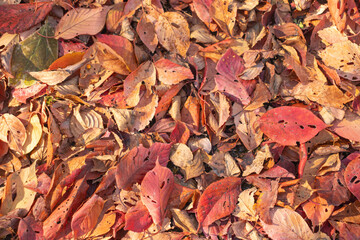 Autumn transforms the landscape with warm hues of gold and red, crisp air, and gentle sunlight.