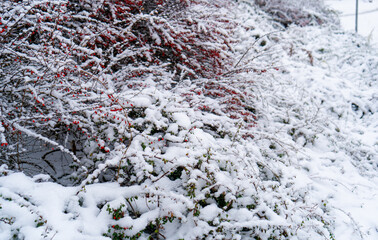 Barberry bushes covered with red berries in the snow. Beautiful winter postcard, winter garden