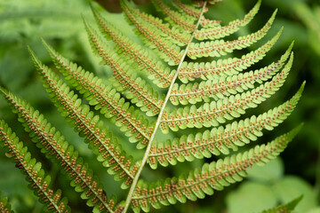 Fern Sori Close-Up, Brown Spore Clusters on Underside of Leaf