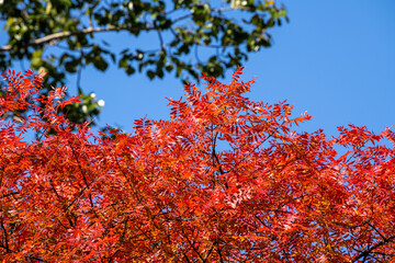 Background of the red autumn leaves in front of the blue sky.