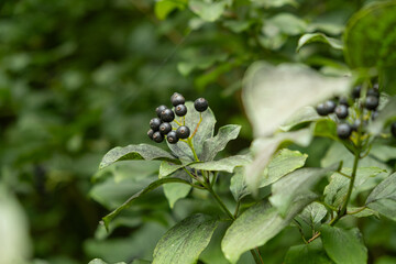 Closeup of Wild Berries Growing in Alpine Nature