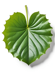 Lotus leaf or waterlily leaf isolated on white background with clipping paths.