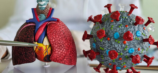 Medical professional examines lung model and virus representation in a modern healthcare