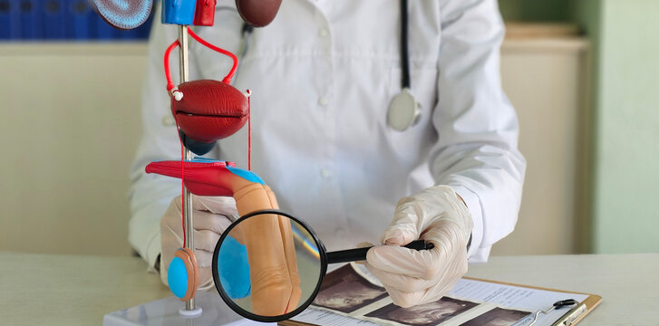 Studying a detailed anatomical model of the human reproductive system using a magnifying glass. Prostate penis enlargement concept