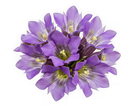 Gentian flower isolated on transparent background in full bloom and blossom
