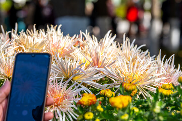 Background of the white and light pink chrysanthemum flowers in a close up, autumn concept, chrysanthemum flowers festival