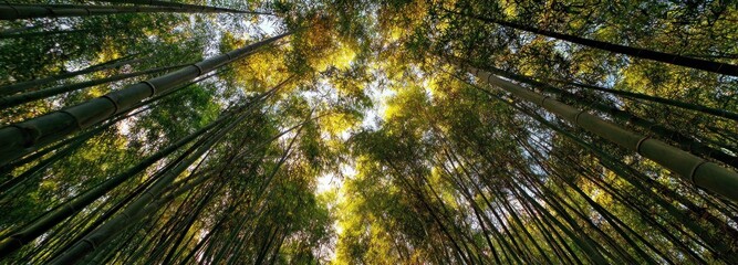 Dense bamboo forest canopy