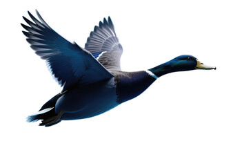 Obraz premium Mallard Duck in Flight with Wings Spread