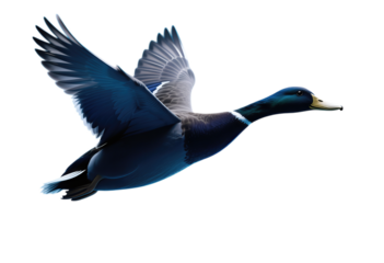 Mallard Duck in Flight with Wings Spread