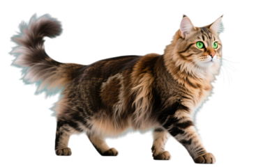 Majestic long-haired tabby cat with striking green eyes