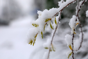 Snow-Covered Branch with Green Leaves in Winter Close-Up