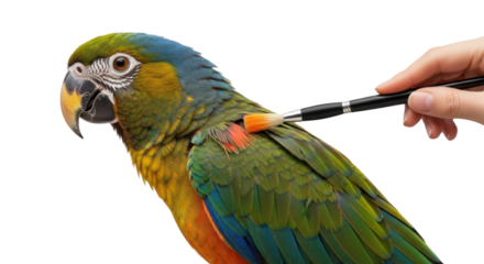 Person painting parrot with small paintbrush isolated PNG with Transparent Background