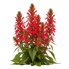 Cardinal flower isolated on transparent background, a vibrant red wildflower