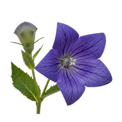 Balloon flower with purple petals isolated on transparent background