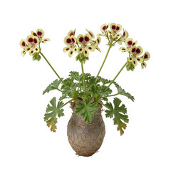 Geranium plant with yellow and red flowers isolated on transparent background