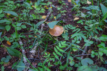 Close-up of Suillus luteus mushroom amid green undergrowth and fallen twigs in moist forest. Calm, natural mood. Suitable for botanical reference, nature stock, educational materials