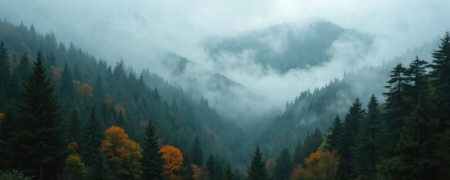 Dense pine forest on mountain slope with fog. Trees with orange leaves among green conifers. Misty valley below hill. Autumn scenery with cloudy sky.