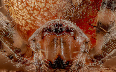 Intense Spider Macro Portrait