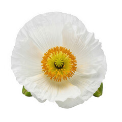 White poppy flower isolated on transparent background with yellow center