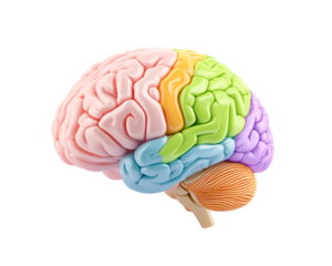 Colorful Human Brain The image of a human brain sectioned and color-coded, showcasing the different regions of the brain and providing an up-close and detailed view