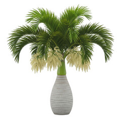 Bottle palm tree isolated on transparent background in decorative pot