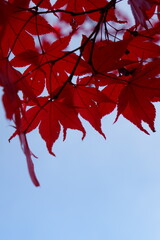 The autumn leaves during this season are beautiful