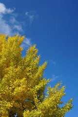 The autumn leaves during this season are beautiful