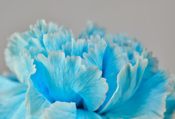 水色の綺麗なカーネーション