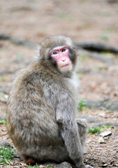 Japanese macaque in its natural habitat. Macaca fuscata.
