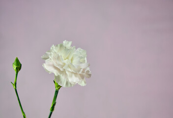 淡いピンクの綺麗なカーネーション