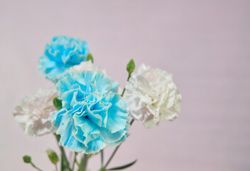 水色と淡いピンクの綺麗なカーネーション