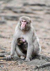 Fototapeta premium Japanese macaque mother with her young in its natural habitat. Macaca fuscata. 