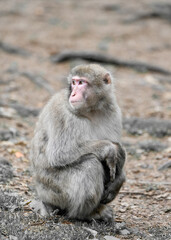 Japanese macaque mother with her young in its natural habitat. Macaca fuscata.
