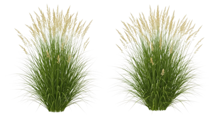 Two clumps of ornamental grass with green foliage and tan plumes isolated on white