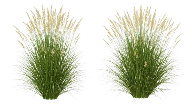Two clumps of ornamental grass with green foliage and tan plumes isolated on white