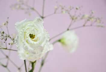 エレガントな白いバラ花の背景