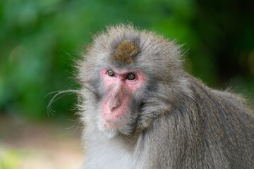 Naklejka premium Japanese macaque in its natural habitat. Macaca fuscata. 